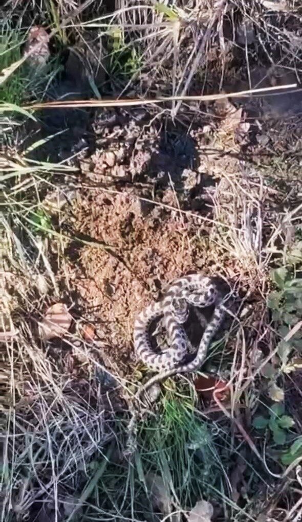 Mantar ararken dünyanın en zehirli yılanlarından engerekle karşılaştı