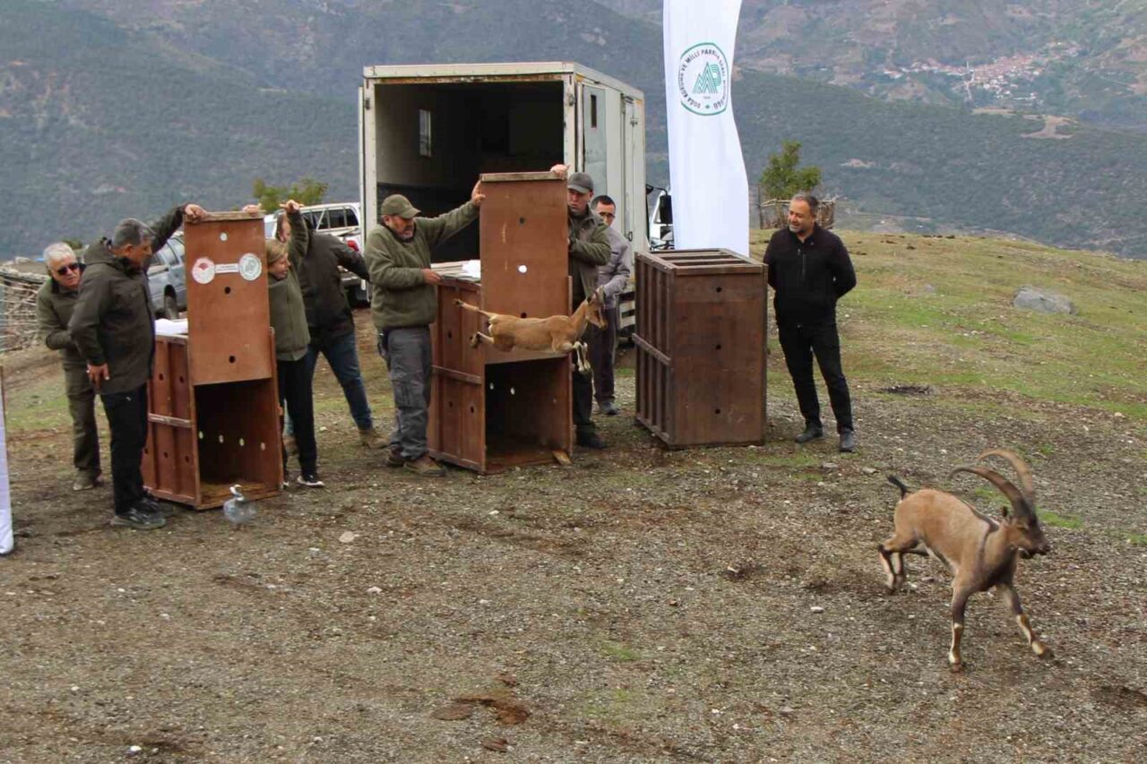 Mersin’de yakalanan 5 yaban keçisi Amasya’da doğaya salındı