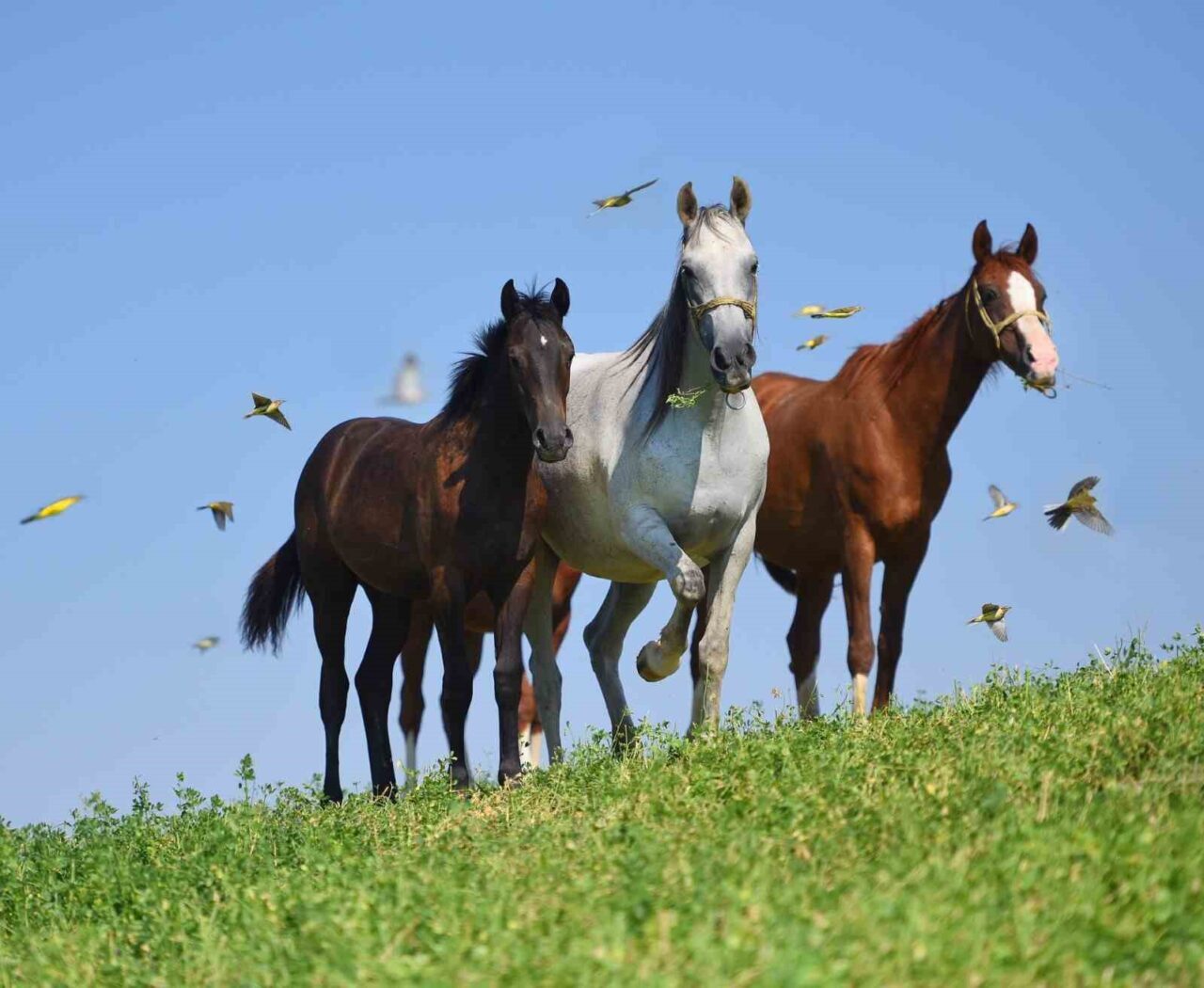 Milyonluk taylar görücüye çıkmaya hazırlanıyor