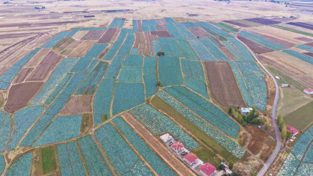 Muş Ovası’nda lahana hasadı başladı: 150 milyon liralık katkı bekleniyor