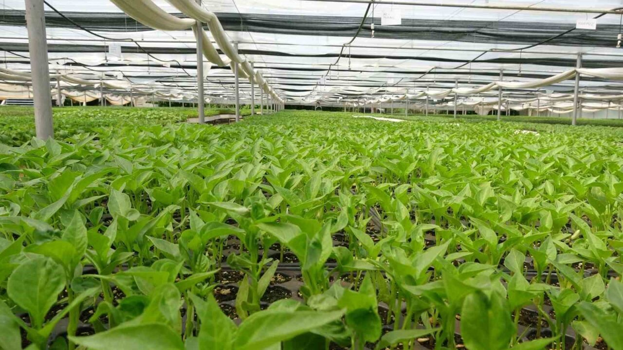 Prof. Dr. Resul Gerçekçioğlu: "Yabancı türler genetik mirasımızı yok etti"