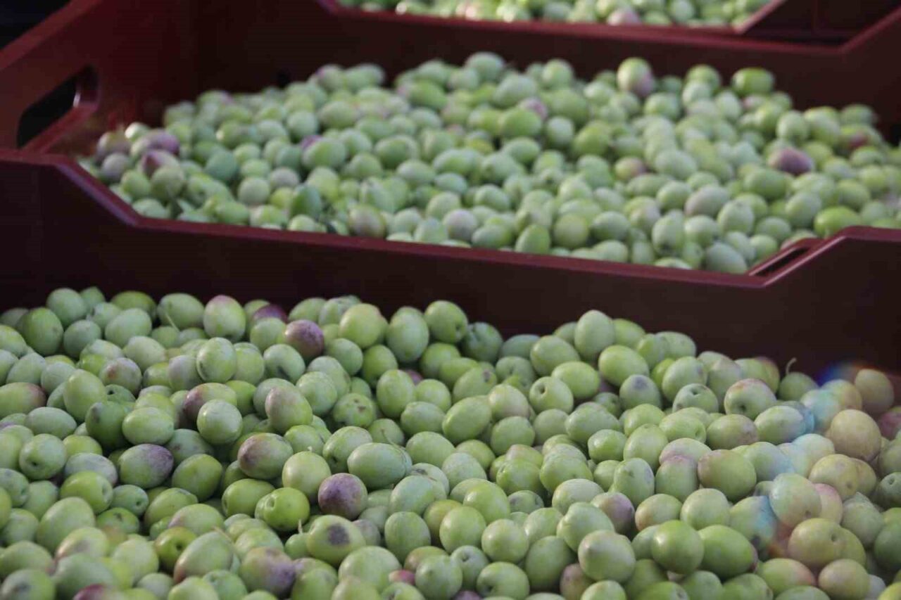 (SABAH) Fethiye’de zeytin hasadı başladı