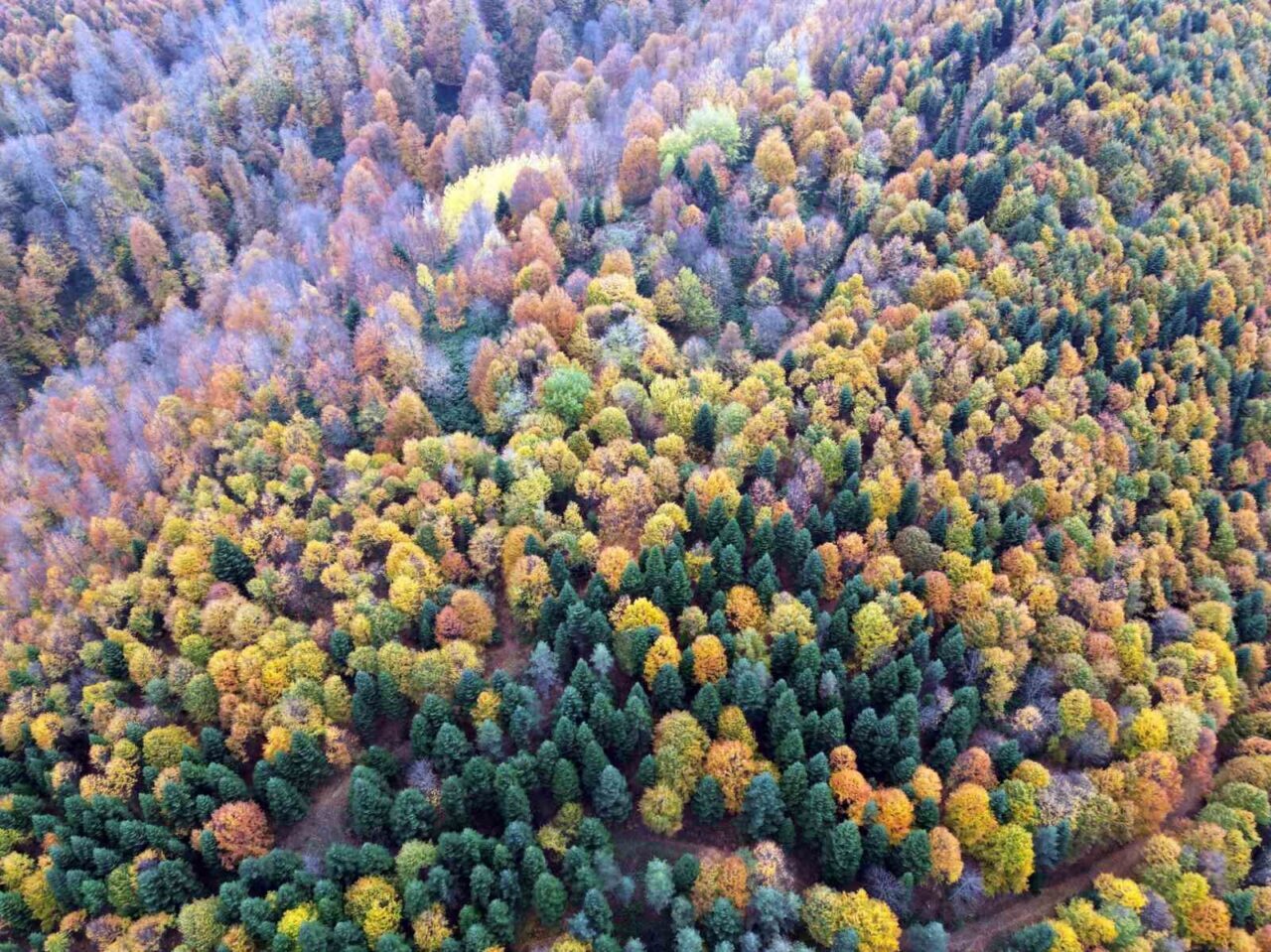 Sakarya’da sonbahar güzelliği göz kamaştırıyor