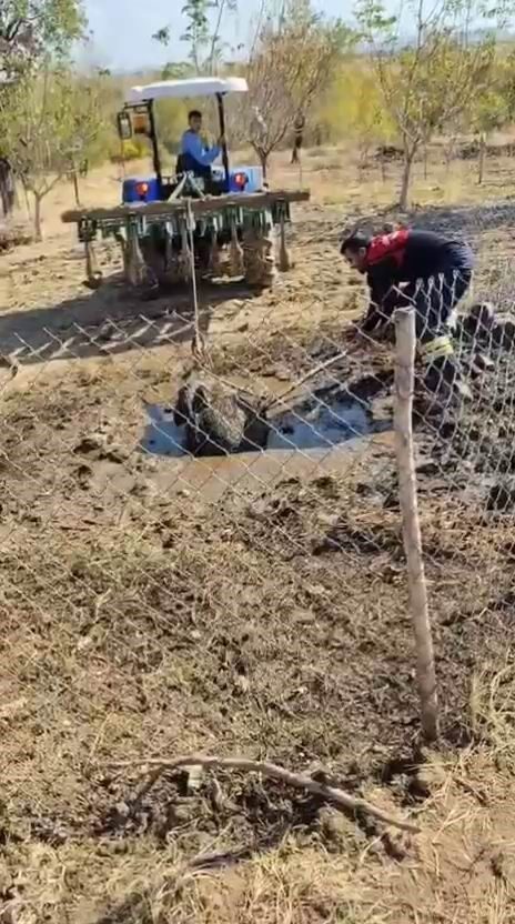 Septik kuyusuna düşen yaban domuzu, traktör yardımıyla kurtarıldı