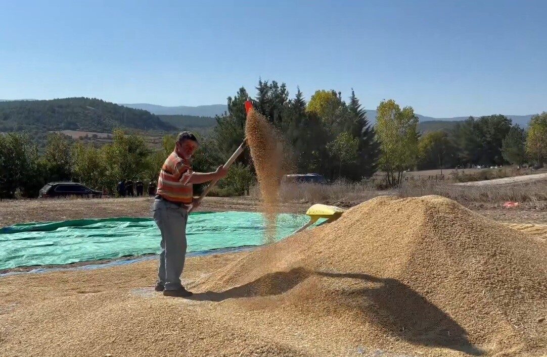 Sinop, çeltik üretiminde Türkiye’de 6’ncı sırada