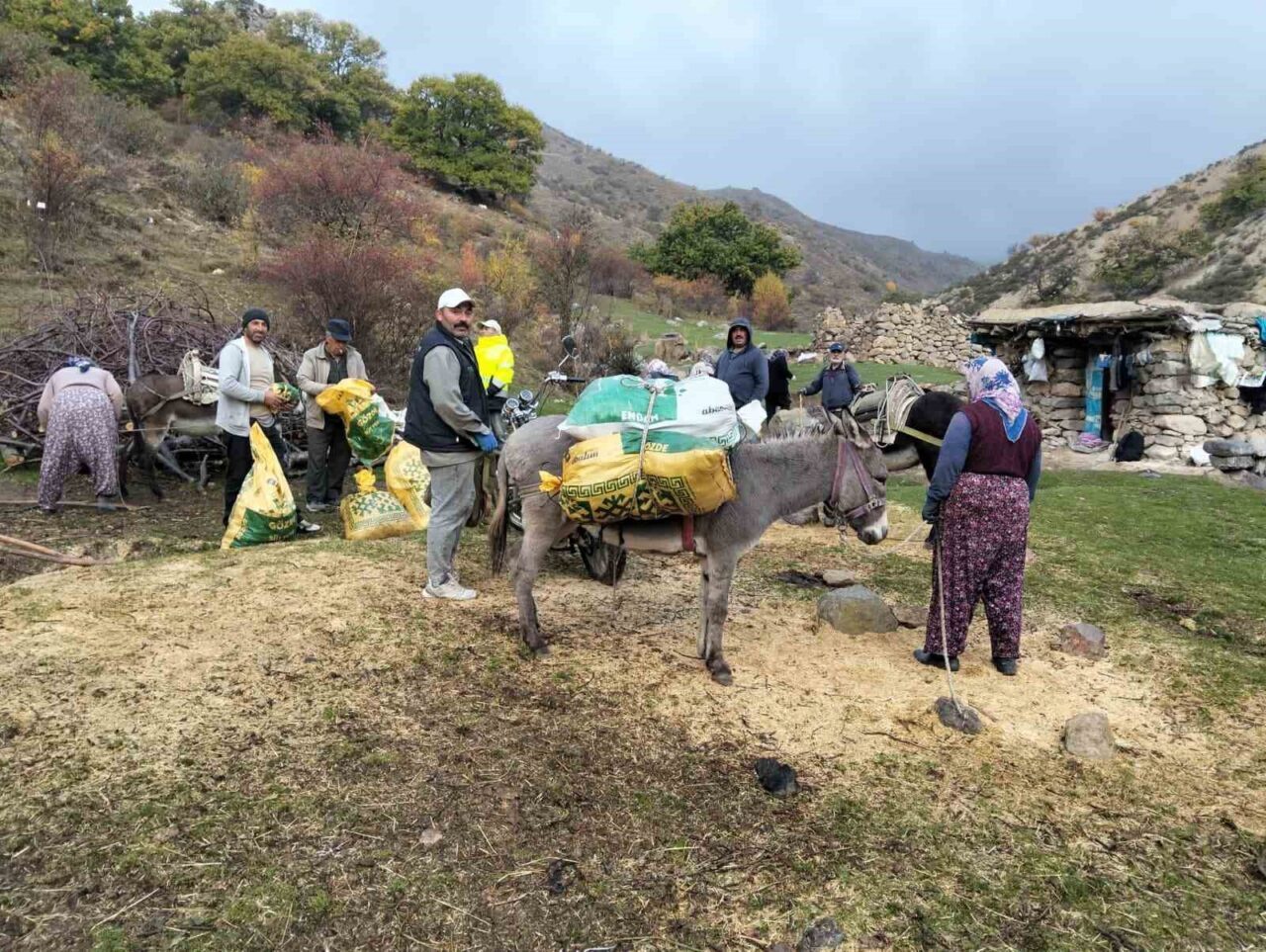 Şuhut’ta kestane hasadı başladı
