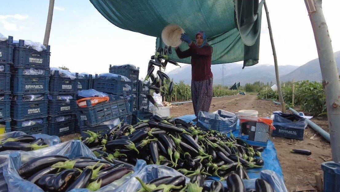 Toplu Sera Bölgesi Erzincan’da 700 kişiye istihdam sağlayacak, ekonomiye yıllık 350 milyon TL’lik katkı sunacak