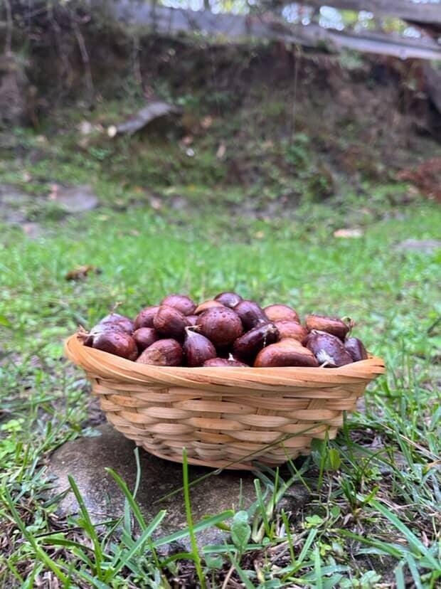 Türkeli’de kestane sezonunda vatandaşlar ormana akın etti