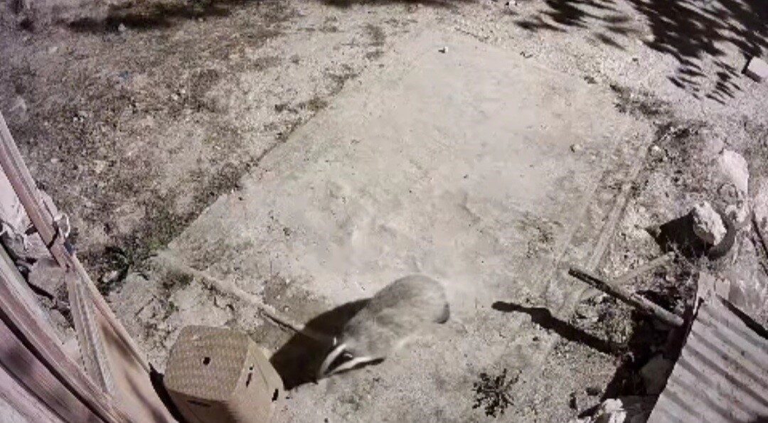 Türkiye’de nadir görülen bal porsuğu ile sansar kameralarında