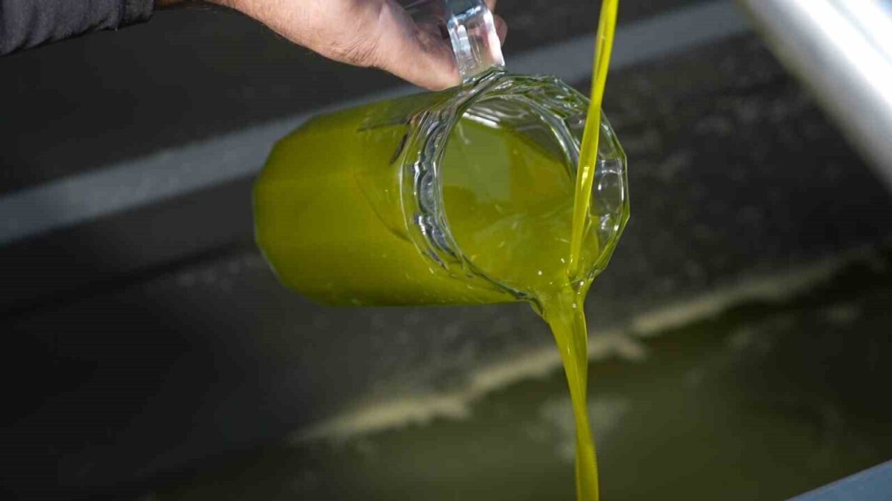 Türkiye’de satılan zeytinyağının yüzde 65’i ‘Ayvalık zeytinyağı’ adıyla piyasada