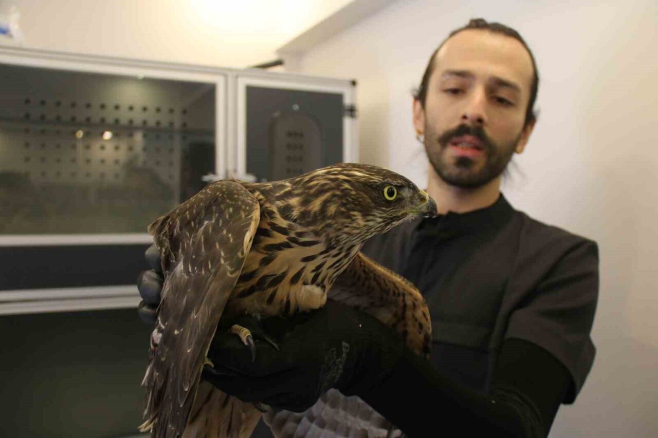 Uzmanı uyardı: "Bulduğunuz yaralı yabani hayvanlara dokunmayın"