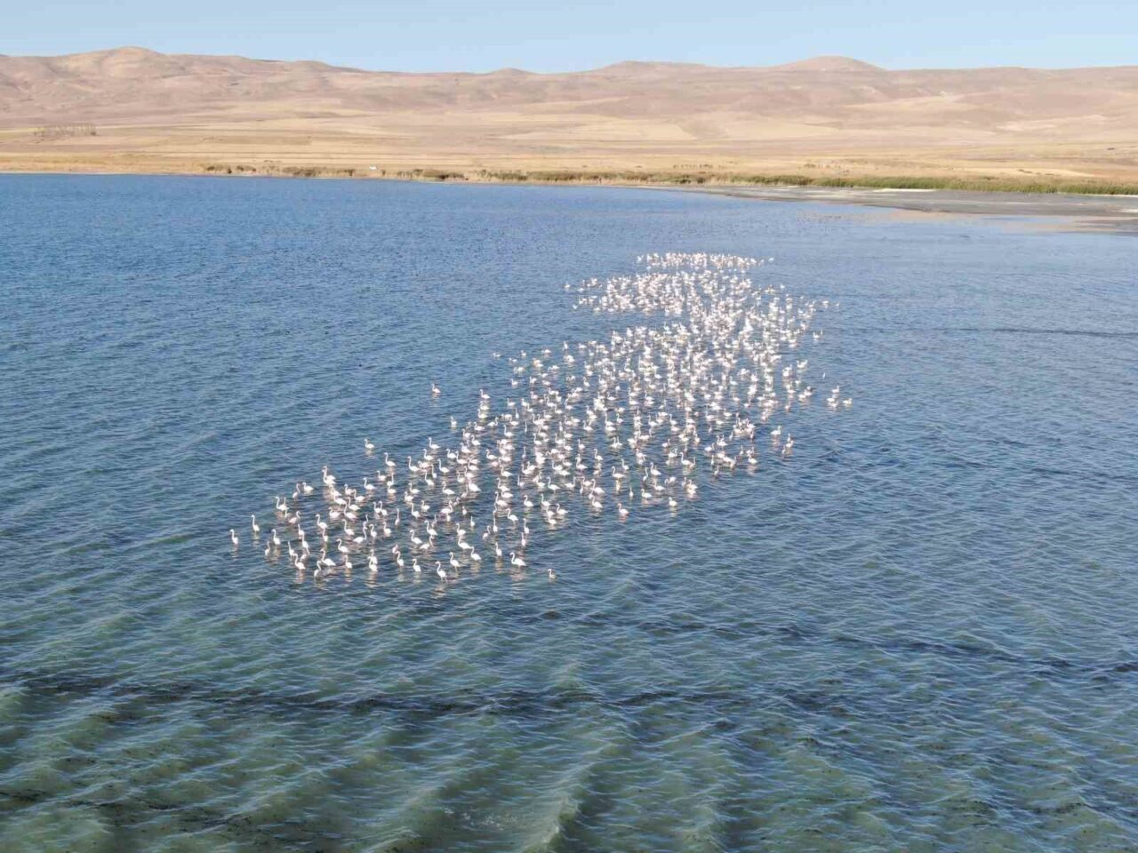 Van Gölü havzası flamingolarla renkleniyor