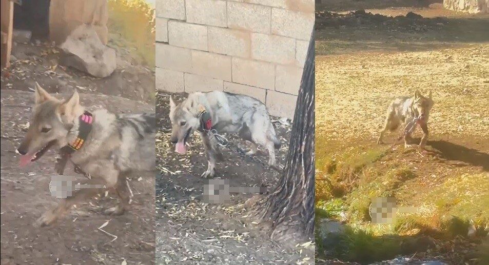 Van’da zincire vurulan kurt kurtarıldı