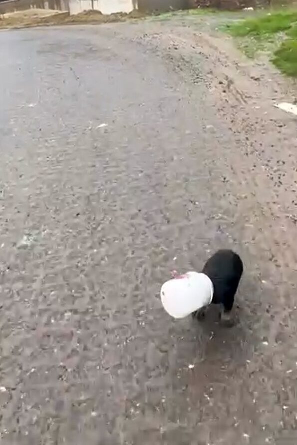 Yalova’da kamyon sürücüsü kafası plastik kaba sıkışan yavru köpeği kurtardı