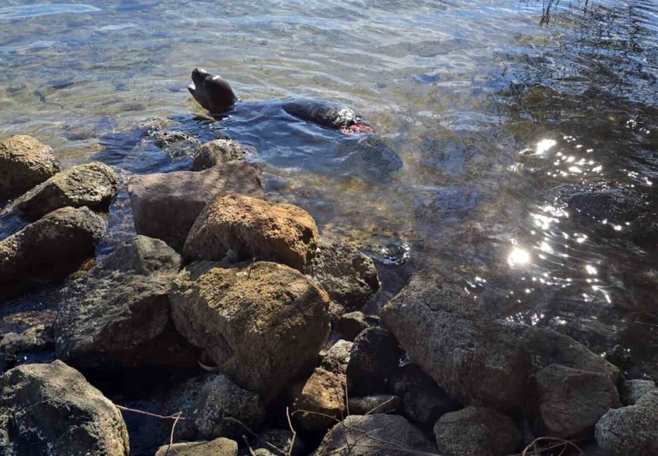Yaralanan Akdeniz yavru keşiş foku öldü