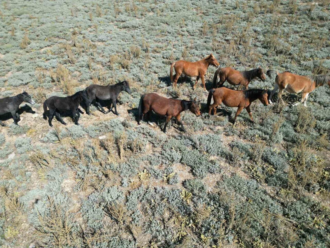 Yaylalardan köylere inmeye başlayan yılkı atları dron ile görüntülendi