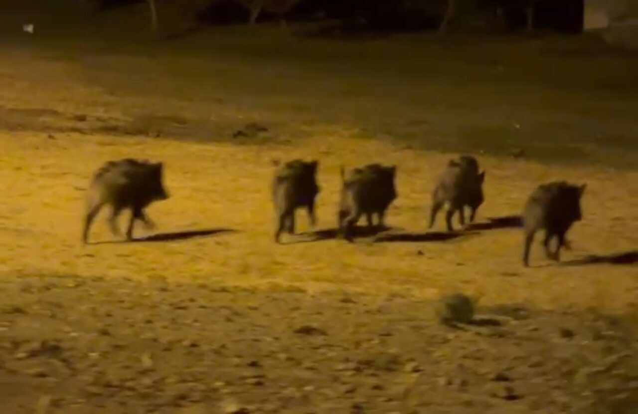 Yüksekova’da domuz sürüsü görüntülendi