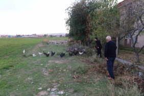 11 tavuğu köpeklerce telef edilen mahalleli hayvanlarını korumak için çobanlık yapıyor