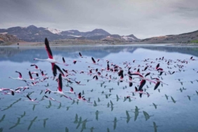 2 yıl önceye kadar flamingoları ağırlayan gölde şimdi sadece ayak izleri kaldı