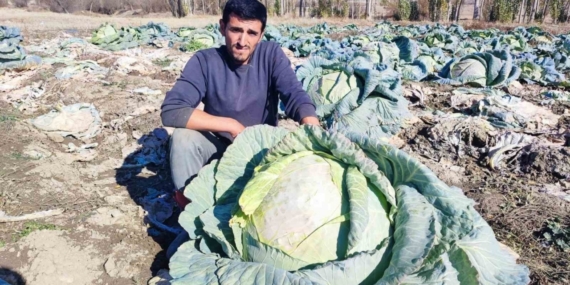 30 yıldır lahana üreten baba ve oğul, bölgeye organik ürün sunuyor