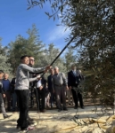 4 bin yıllık Hyllarima Antik Kentinde Zeytin hasadı