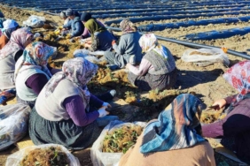 400 dönümlük çilek projesi bölge ekonomisine can verecek