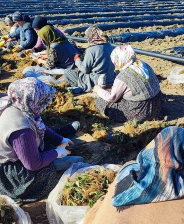 400 dönümlük çilek projesi bölge ekonomisine can verecek
