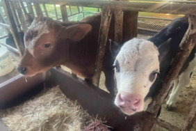 ABD Tarım Bakanlığı: "Türkiye’de yıllık 400-500 bin buzağı ölümü oluyor"