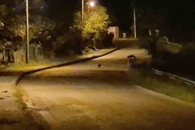 Aç kalan çakal yavruları Bartın şehir merkezinde görüntülendi