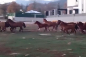 Aç kalan yılkı atları şehir merkezine indi