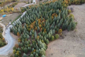 Adana’da 37 yıl önce köylülerin diktiği fidanlar ormana dönüştü