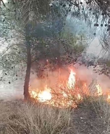 Adana’da bir çocuğun çıkardığı öne sürülen yangında 100 zeytin ağacı yandı