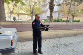 Ağaçta mahsur kalan kedi itfaiyeyi seferber etti