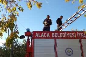 Ağaçta mahsur kalan yavru kedi itfaiye ekiplerince kurtarıldı
