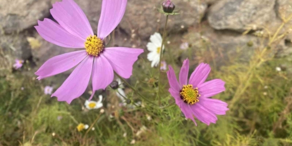 Ağrı’da kasım ayında açan çiçekler şaşırttı