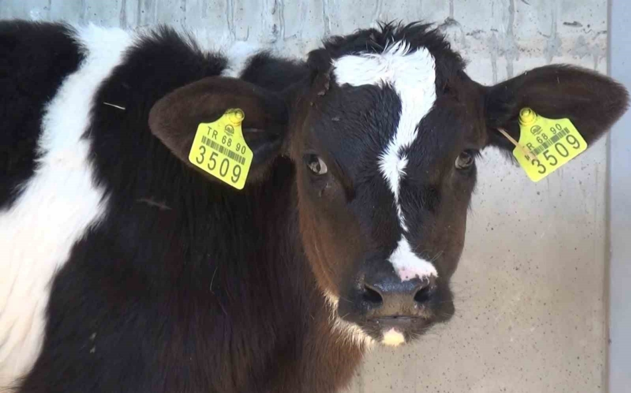 Aksaray’da 60 ilin personeline ineklerin başında uygulamalı eğitim