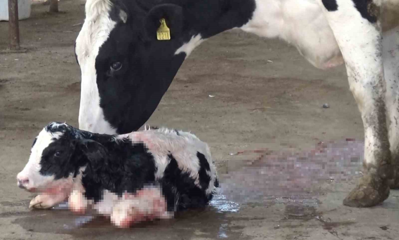 Aksaray’da 60 ilin personeline ineklerin başında uygulamalı eğitim