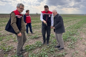Aksoy: "Anıza ekim, yağmurun emilimini artırır ve buharlaşmayı azaltarak rutubeti toprakta tutar"