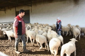 Aliağa’da hibe koyun ve koçlar üreticilere teslim edildi