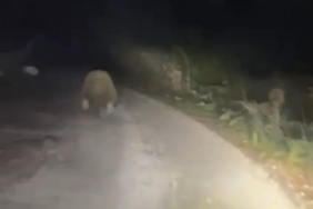 Aracın ışıklarından korkan ayı böyle kaçtı