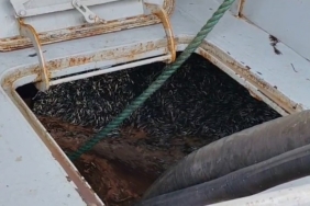 Araklı Limanı’nda hafta sonu hamsi yoğunluğu