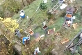 Araklı’da ayılar 50’den fazla kovanı telef etti