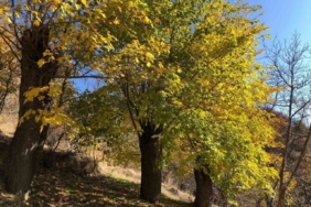 Arapgir’de sonbahar doğal güzelliğiyle görenleri hayran bıraktırıyor