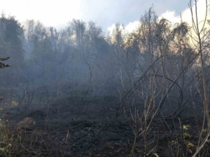 Artvin Hopa’da ziraat alanında çıkan yangın ormana sıçradı