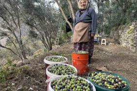 Artvin’de Butko Zeytininin hasadı devam ediyor