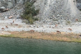 Artvin’de dağ keçileri sürüsü ilk kez bu kadar kalabalık görüntülendi