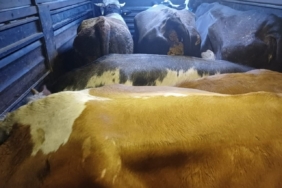 Artvin’de film gibi hayvan hırsızlığı