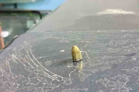 Artvin’de maganda kurşunu park halindeki araca ve iş yerine isabet etti