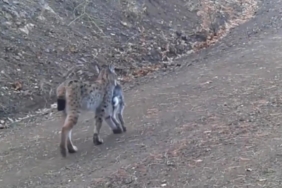 Avını taşıyan vaşak kamerada