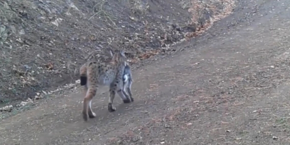 Avını taşıyan vaşak kamerada
